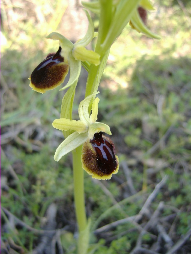 Ibridi: Ophrys tarentina x ......